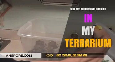 Mushroom Mystery: Why Are Fungi Thriving in Your Terrarium?