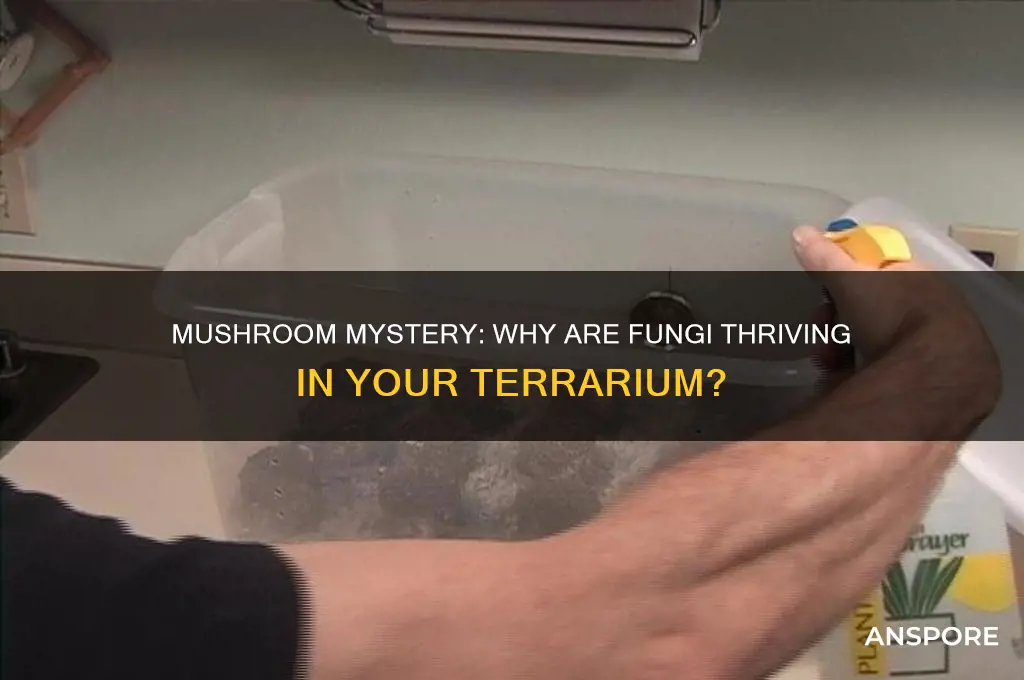 why are mushrooms growing in my terrarium