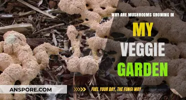 Mushroom Invasion: Understanding Fungal Growth in Your Veggie Garden