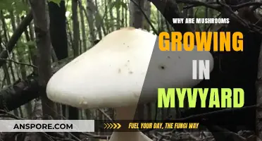 Mushroom Invasion: Understanding Why Fungi Thrive in Your Yard