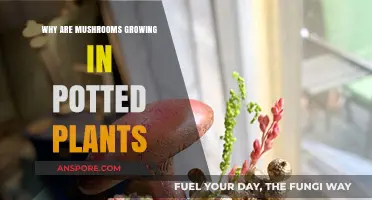 Why Mushrooms Appear in Your Potted Plants: Causes and Solutions