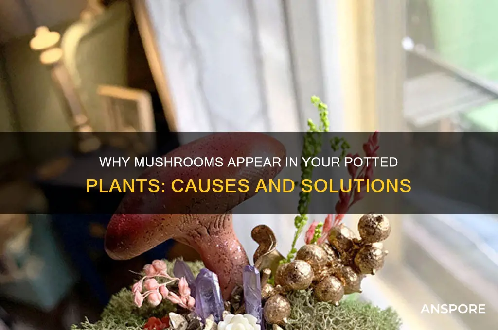 why are mushrooms growing in potted plants