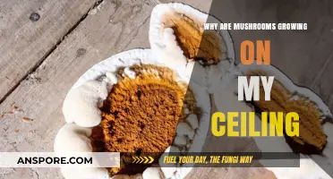 Why Mushrooms Are Growing on My Ceiling: Causes and Solutions