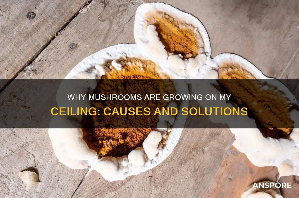 why are mushrooms growing on my ceiling