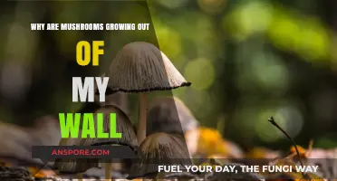 Mushrooms Growing Out of My Wall: Causes and Solutions