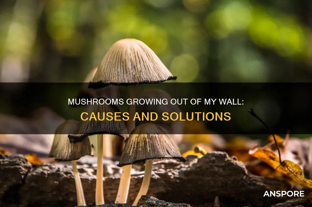 why are mushrooms growing out of my wall