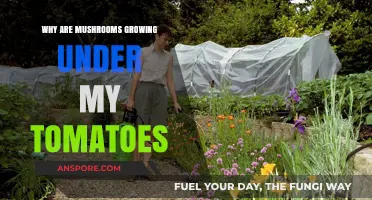 Mushrooms Under Tomatoes: Causes and Solutions for Gardeners