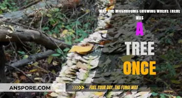 Mushroom Mystery: Why Fungi Thrive in Fallen Tree Spots