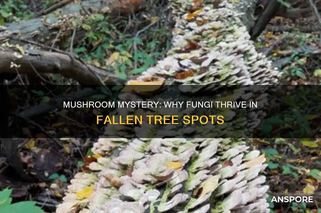 why are mushrooms growing where there was a tree once