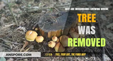 Mushroom Growth After Tree Removal: Understanding the Surprising Connection