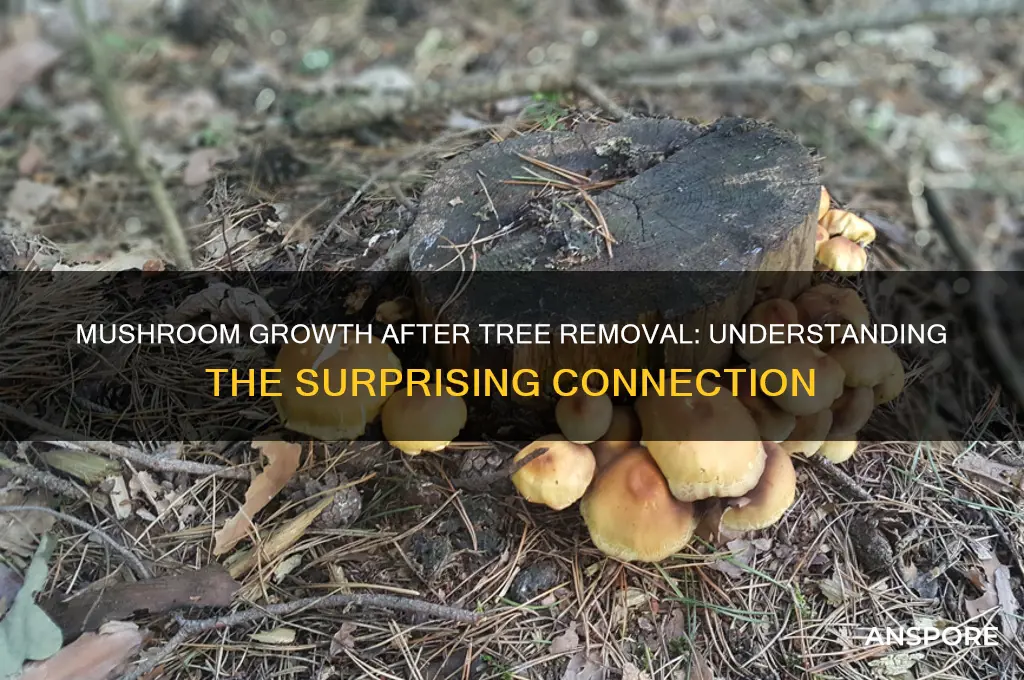 why are mushrooms growing where tree was removed