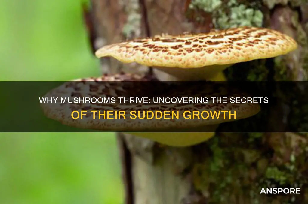 why are mushrooms growing