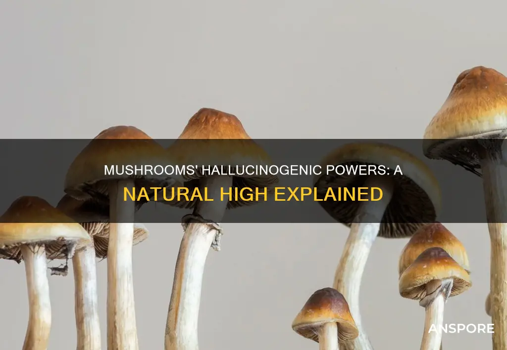 why are mushrooms hallucinogenic