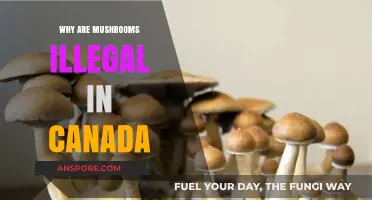 Why Are Mushrooms Illegal in Canada? Exploring Psilocybin Laws
