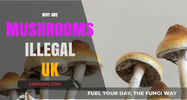 Mushroom Laws in the UK: Why Are They Illegal?