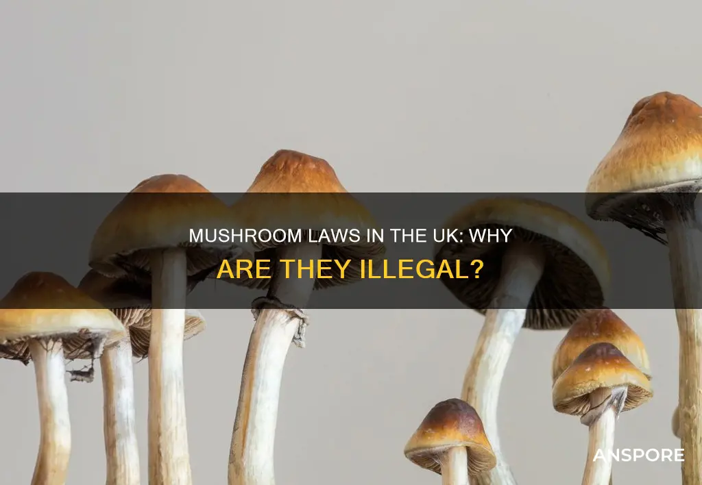 why are mushrooms illegal uk