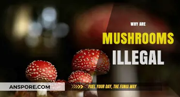 Magic Mushrooms: Why Are They Banned?