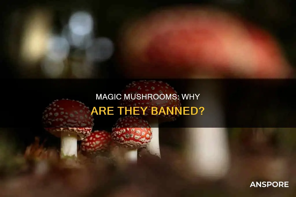 why are mushrooms illegal