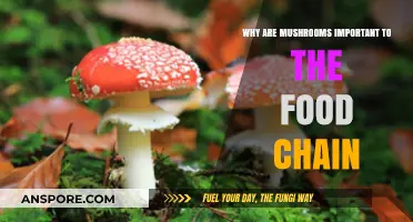 Mushrooms' Vital Role in Sustaining Ecosystems and Food Chains