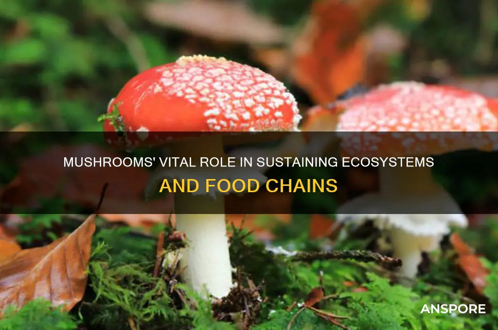why are mushrooms important to the food chain