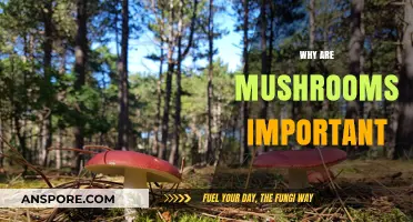 Mushrooms: Nature's Superfood and Medicine