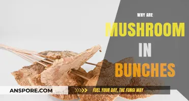 Mushroom Bunching: Nature's Intricate Design Explained