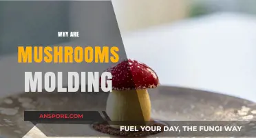 Mushroom Mold: Understanding the Fungal Ecosystem