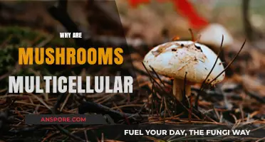 Mushrooms: Multicellular Masters of the Fungi Kingdom