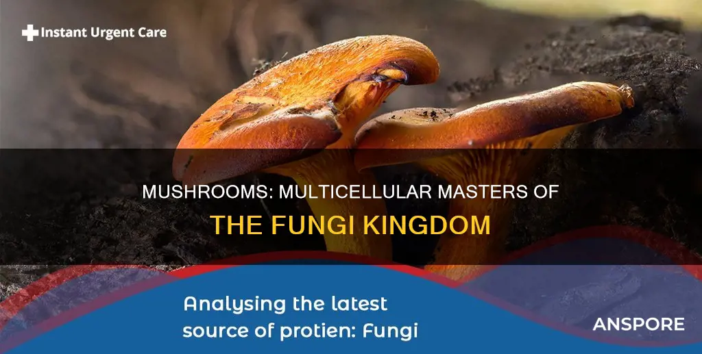 why are mushrooms multicellular