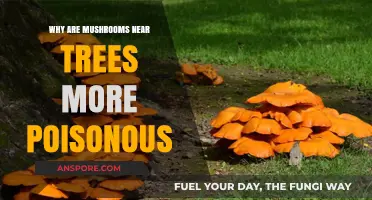 Toxic Neighbors: Why Mushrooms Near Trees Are Often More Poisonous