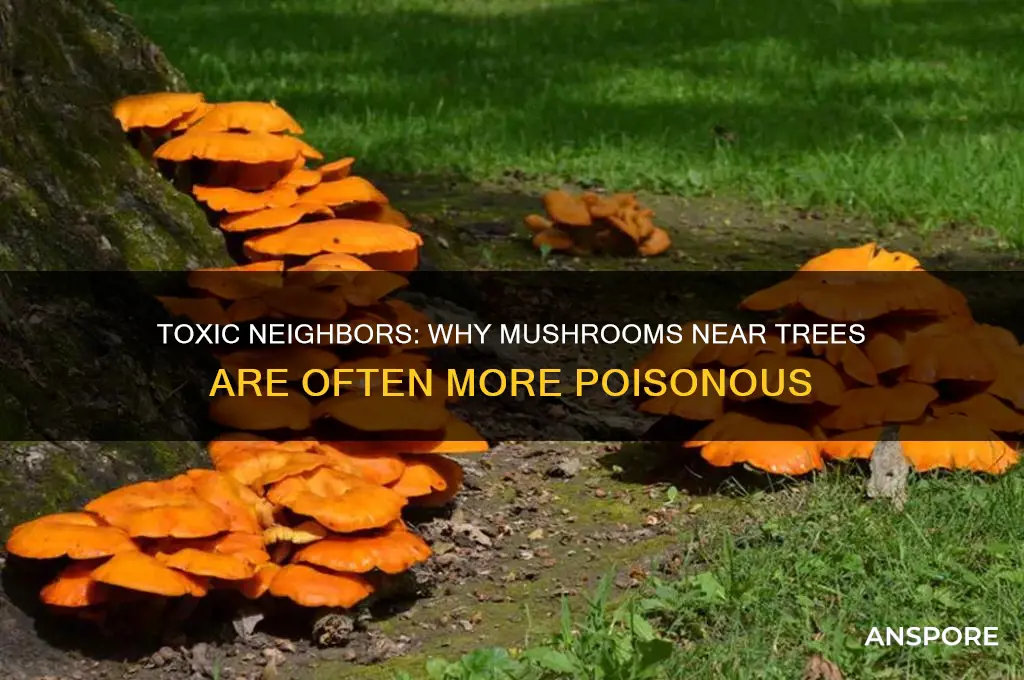 why are mushrooms near trees more poisonous