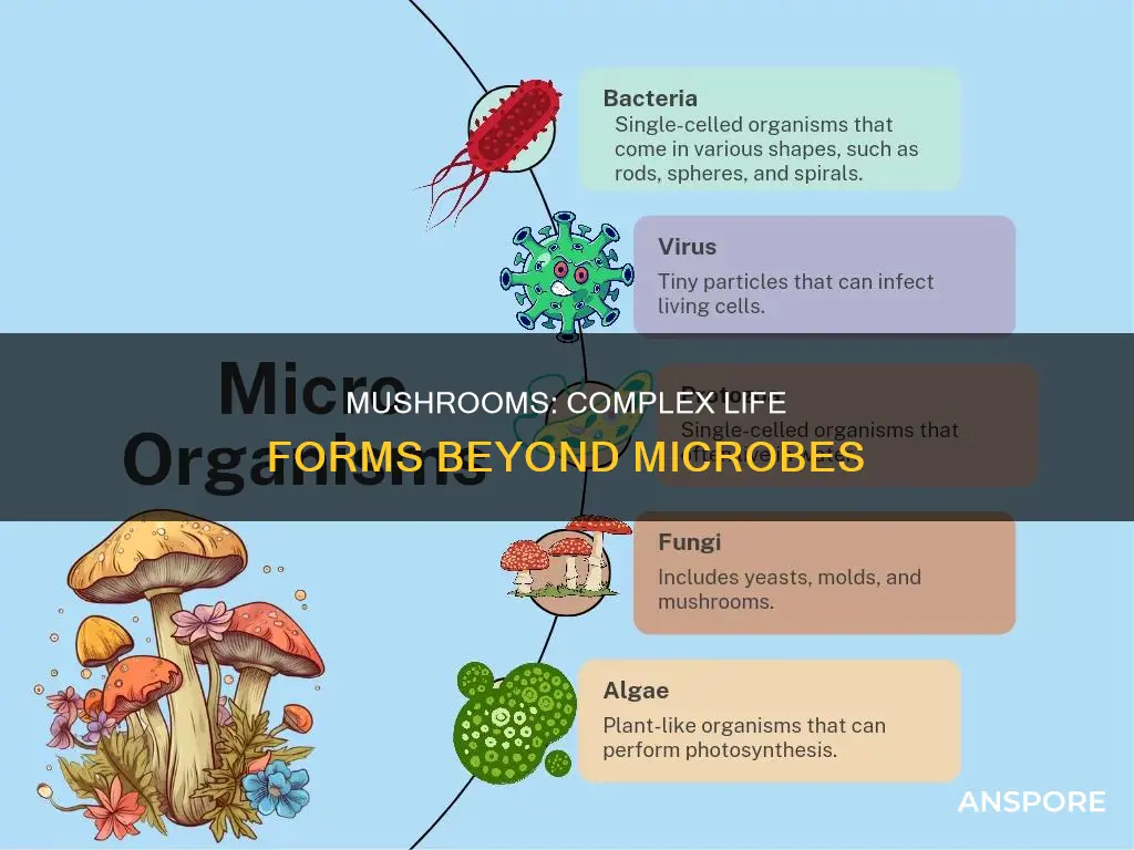 why are mushrooms not microbes