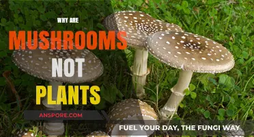 Mushrooms: Why They're Not Plants