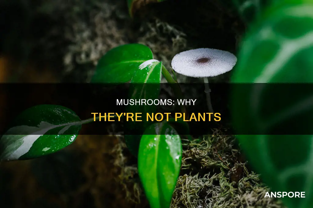 why are mushrooms not plants