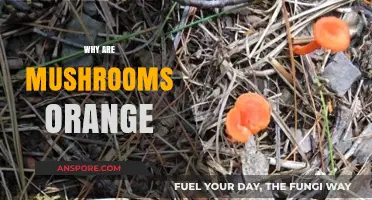 Mushroom Color Mystery: Why Orange?