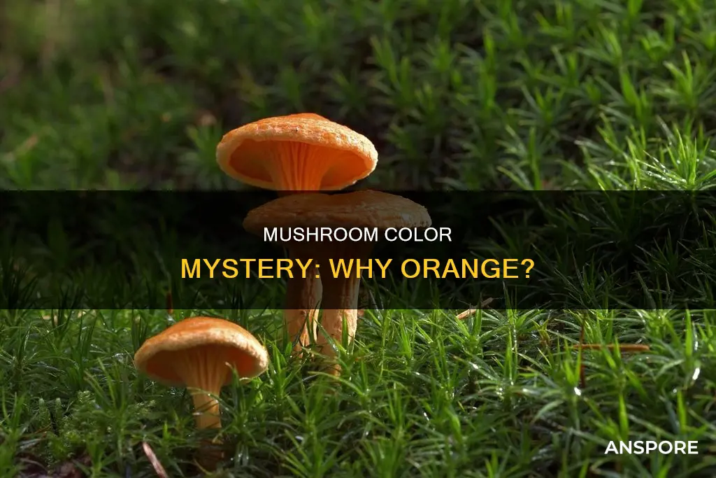 why are mushrooms orange