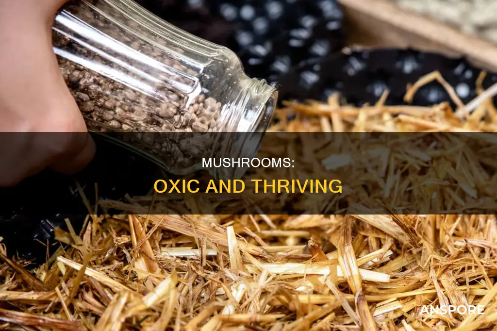 why are mushrooms oxic