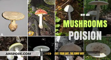 Mushrooms: Poisonous, but Why?