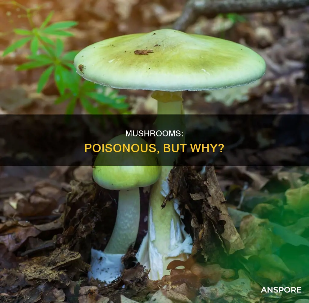 why are mushrooms poision