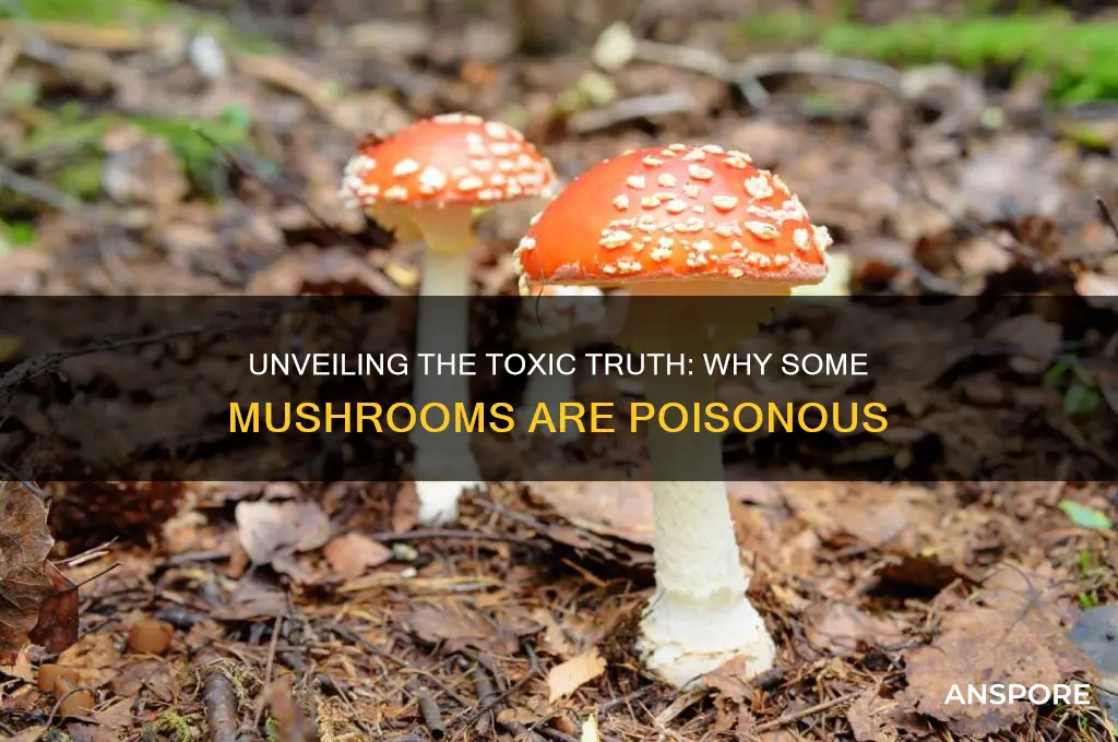 why are mushrooms poisonous