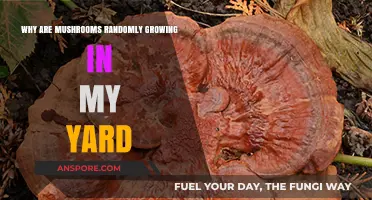 Why Mushrooms Suddenly Appear in Your Yard: Causes and Solutions