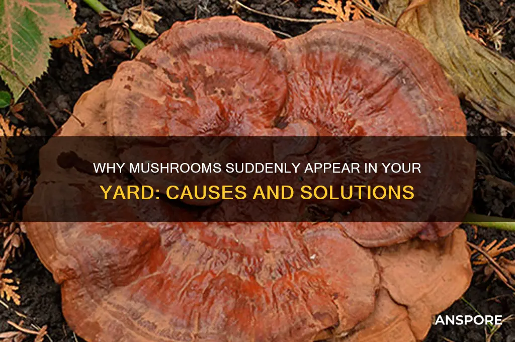 why are mushrooms randomly growing in my yard