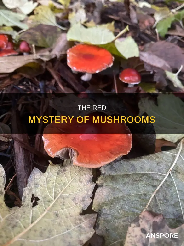 why are mushrooms red