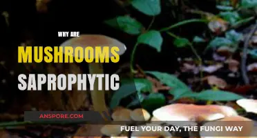 Mushrooms' Saprophytic Nature: Unlocking Their Unique Survival Strategy