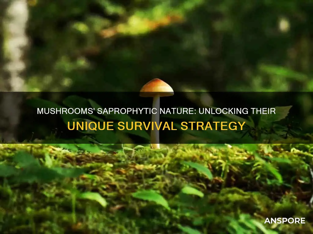 why are mushrooms saprophytic