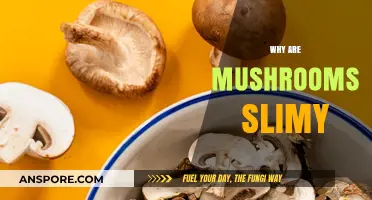 Mushrooms' Slimy Secrets: Unveiling the Mystery