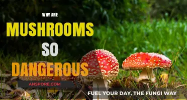 Mushrooms: Nature's Toxic Treat