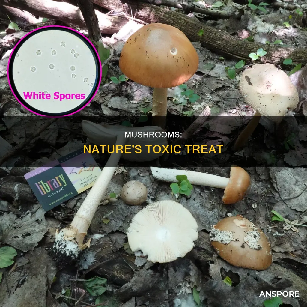 why are mushrooms so dangerous