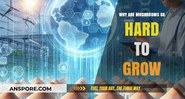 Unveiling the Challenges of Cultivating Mushrooms: A Complex Journey