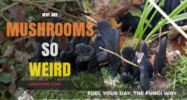 Mushrooms: Nature's Weirdest and Most Wonderful Fungi